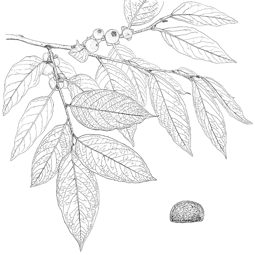 Diospyros lotus Früchte